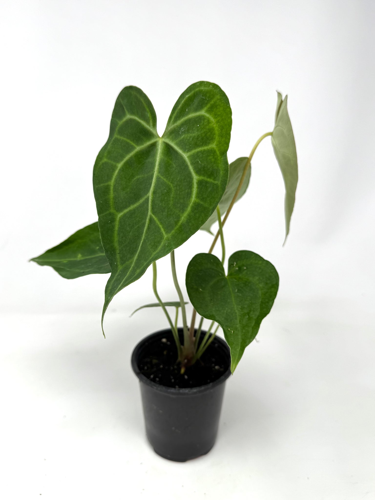 anthurium clarinervium x forgetii Anthurium Clarinervium 4” – Planthaven Toronto