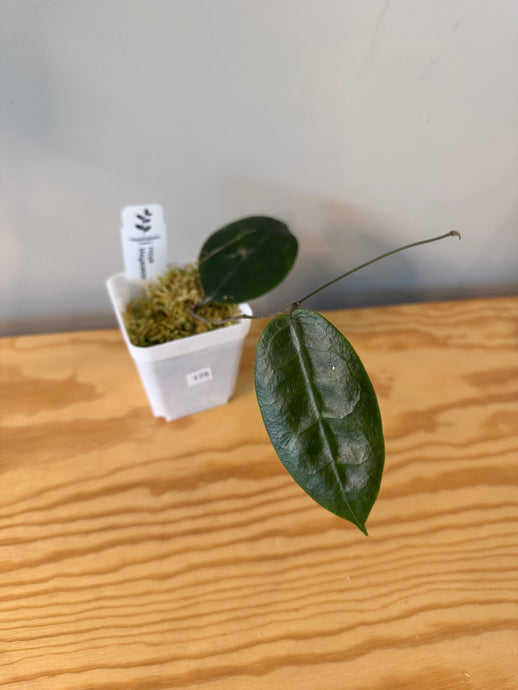 175. Hoya Megalaster