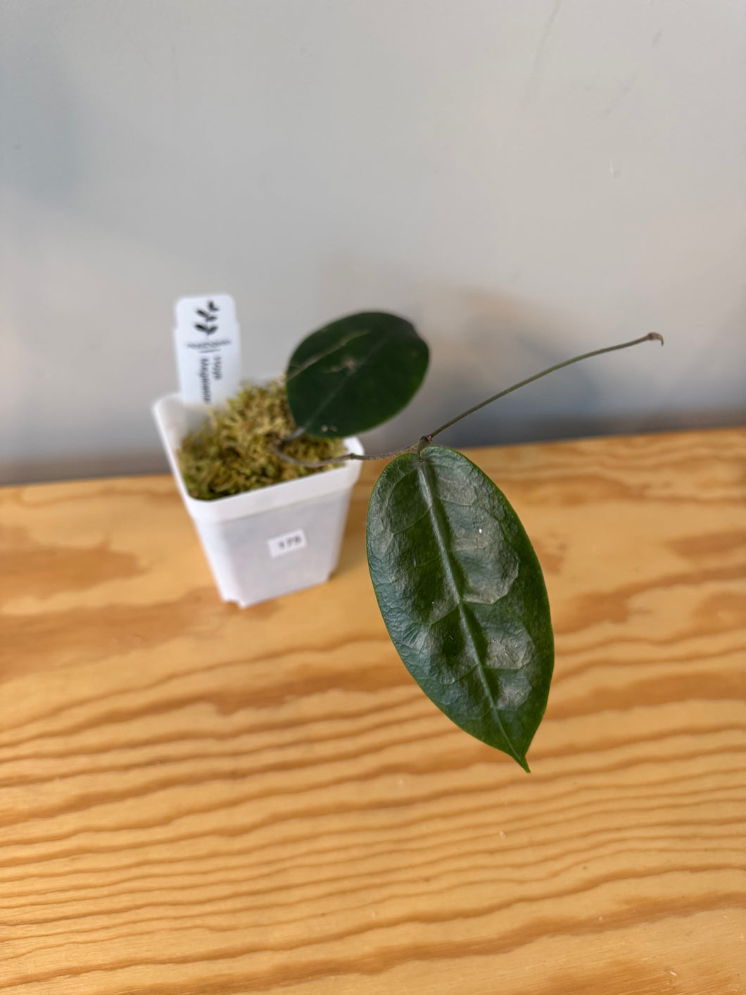 175. Hoya Megalaster