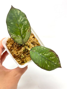 Hoya Gunung Gading Silver Ghost F