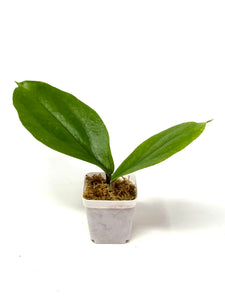 Hoya Lambii