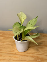 Load image into Gallery viewer, 116. Epipremnum Pinnatum “Marble Queen”