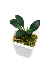 Load image into Gallery viewer, Hoya Noona