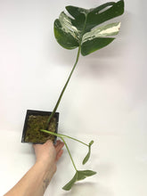 Load image into Gallery viewer, Monstera Deliciosa Albo Variegated E