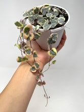 Load image into Gallery viewer, Ceropegia Woodii Variegated ‘String of Hearts’