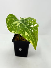 Load image into Gallery viewer, Philodendron Gloriosum Variegated B