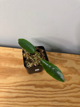 Load image into Gallery viewer, 21. Hoya Kaimuki