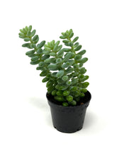 Load image into Gallery viewer, Sedum Morganianum ‘Burro’s Tail’