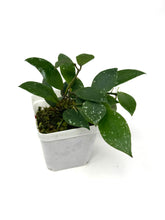 Load image into Gallery viewer, Hoya Walliniana UT-152