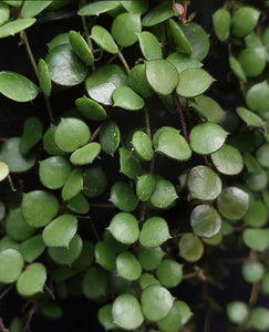 Hoya Peltata