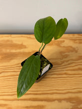 Load image into Gallery viewer, 2. Hoya Vitteliniodes