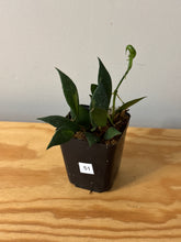 Load image into Gallery viewer, 51. Hoya Walliniana Variegated