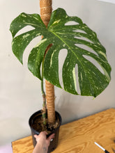 Load image into Gallery viewer, 185. Monstera Thai Constellation