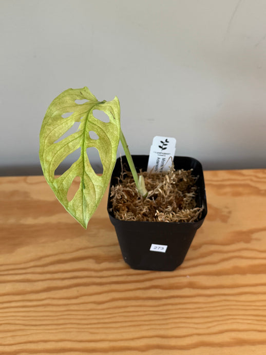 273. Monstera Adansonii Variegated