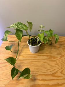 181. Epipremnum Marble Queen