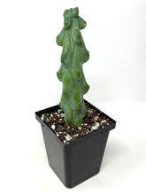 Load image into Gallery viewer, Myrtillocactus Geometrizans Fukurokuryuzinboku &#39;Boobie Cactus&#39; - Ships within Canada only