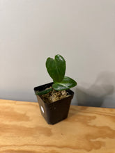 Load image into Gallery viewer, 95. Monstera Standleyana Albo Variegated