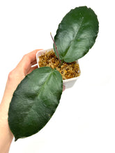 Load image into Gallery viewer, Hoya Versteegii