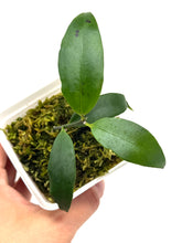 Load image into Gallery viewer, Hoya Liwa