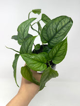 Load image into Gallery viewer, Monstera Siltepecana