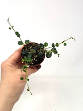 Load image into Gallery viewer, Codonanthe Devosiana 'Paula'