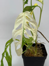 Load image into Gallery viewer, Monstera Adansonii Variegated D