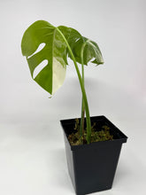 Load image into Gallery viewer, Monstera Deliciosa Albo Variegated O