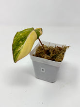 Load image into Gallery viewer, Philodendron Gloriosum Variegated B