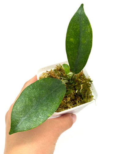 Hoya Albiflora