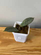 Load image into Gallery viewer, 54. Hoya Mitrata Silver