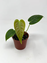 Load image into Gallery viewer, Anthurium Veitchii
