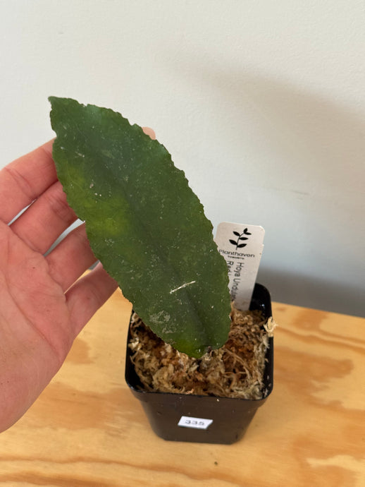 335. Hoya Undulata Red Splash Leaves