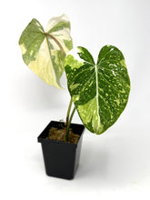 Load image into Gallery viewer, Philodendron Gloriosum Variegated C