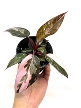 Load image into Gallery viewer, Philodendron Pink Princess