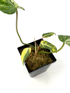 Philodendron Gloriosum Variegated D