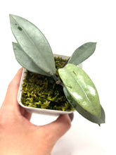 Load image into Gallery viewer, Hoya Wilbur Graves Silver A