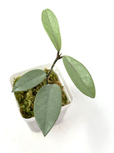 Load image into Gallery viewer, Hoya Wilbur Graves Silver A