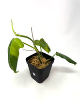 Load image into Gallery viewer, Philodendron Bipennifolium Violin Variegated C
