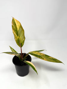 Philodendron Caramel Marble 4”