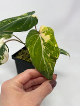 Load image into Gallery viewer, Philodendron Gloriosum Variegated A