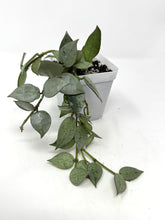 Load image into Gallery viewer, Hoya Lacunosa Super Silver