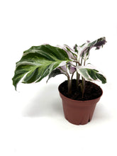 Load image into Gallery viewer, Calathea White Fusion