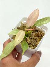 Load image into Gallery viewer, Philodendron Whipple Way