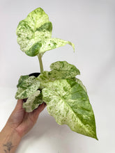 Load image into Gallery viewer, Alocasia Odora Variegated