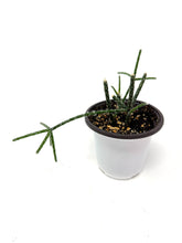 Load image into Gallery viewer, Rhipsalis Pilocarpa (Ships within Canada only)
