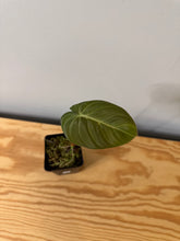 Load image into Gallery viewer, 92. Philodendron Glorious