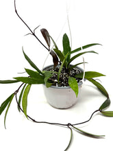Load image into Gallery viewer, Hoya Pubicalyx 6” Hanging Basket