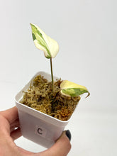 Load image into Gallery viewer, Philodendron Gloriosum Variegated C
