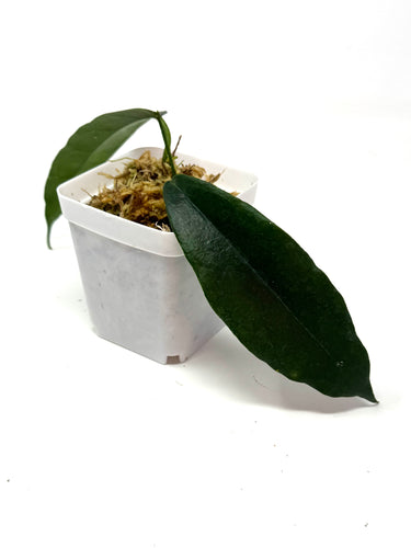 Hoya Kaimuki