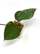 Load image into Gallery viewer, Hoya Glabra Silver D
